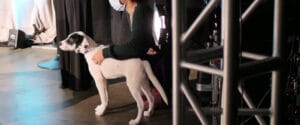 a puppy waits on a leash to the side of a stage. Stage lights, spotlight, and lighting truss can be seen.